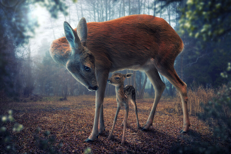 Deer and Fawn in Forest — Brown, Serene