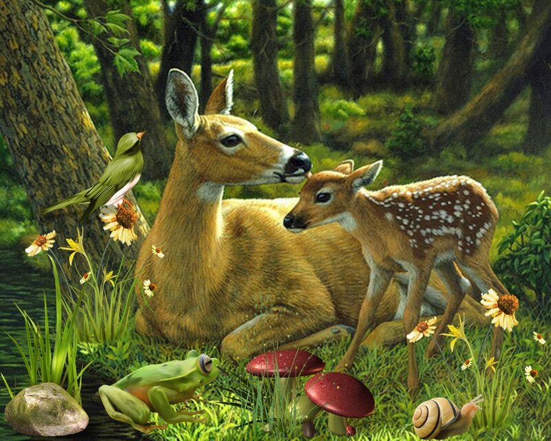 Deer and Fawn in Forest