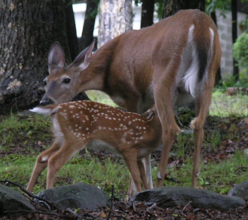 Deer and Fawn