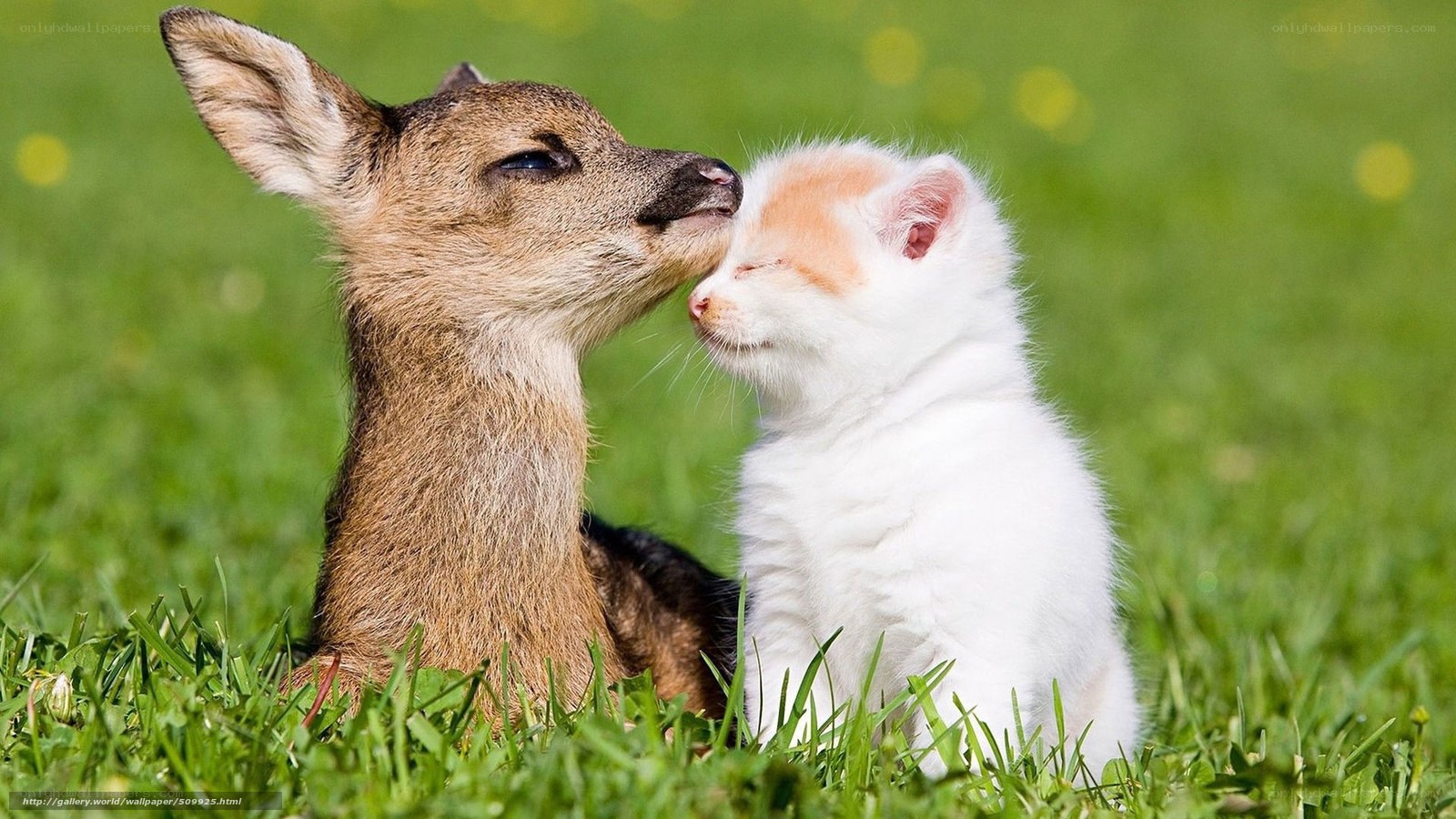 Deer and kitten nuzzle