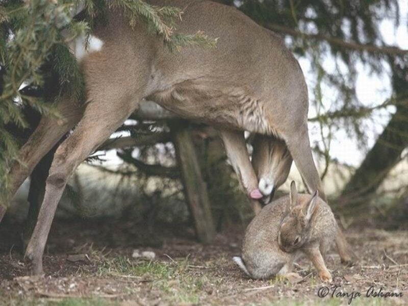 Deer and Rabbit — Brown