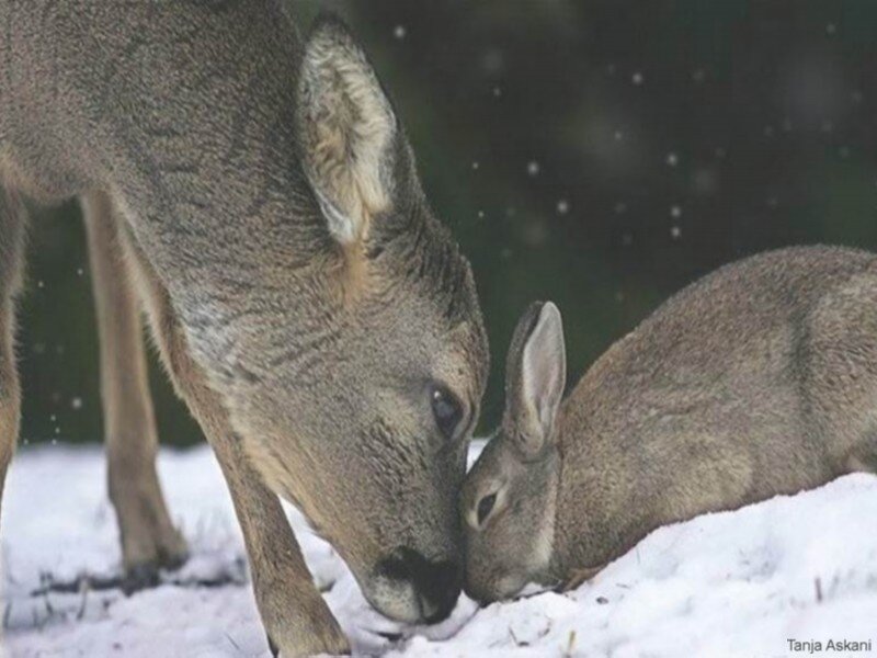 Deer and Rabbit in Snow — Gray