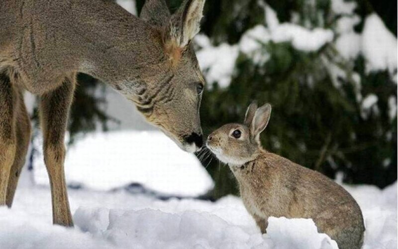 Deer and Rabbit in Snow