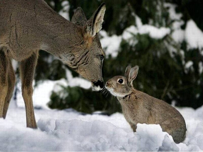 Deer and Rabbit in Snow — White, Serene