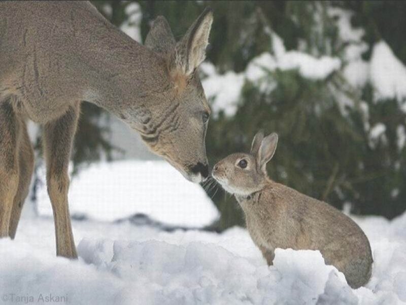 Deer and Rabbit in Snow — White