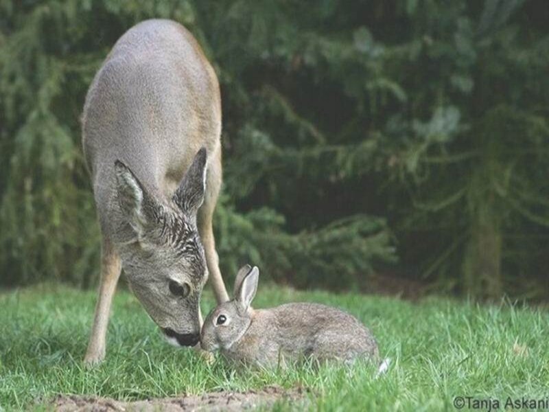 Deer and Rabbit Interaction