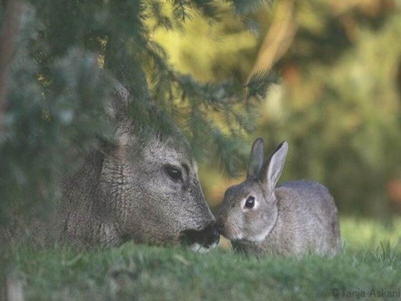 Deer and Rabbit Nose-to-nose