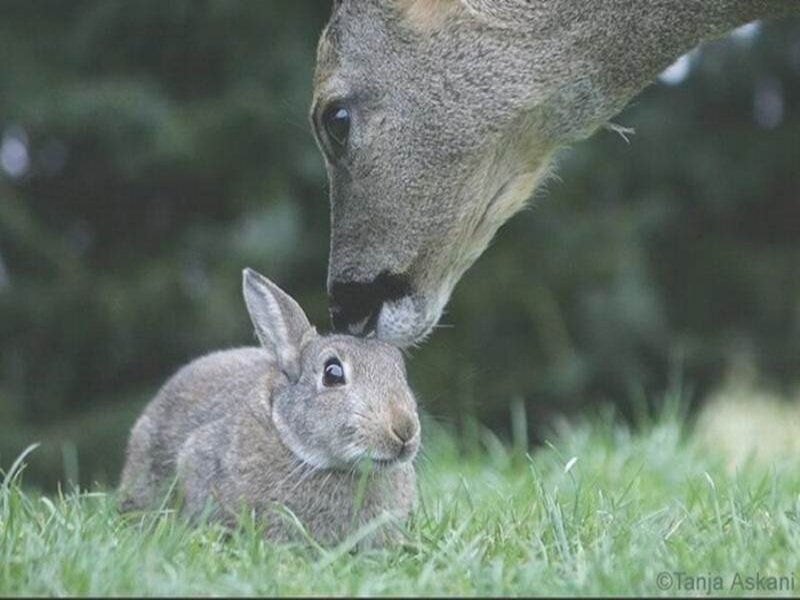 Deer and Rabbit