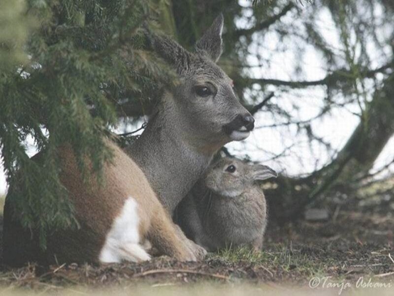 Deer and Rabbit Together — Green