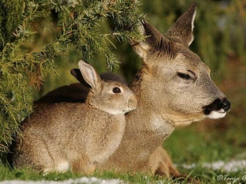 Deer and rabbit together