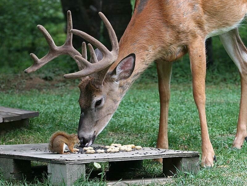 Deer and Squirrel Eating