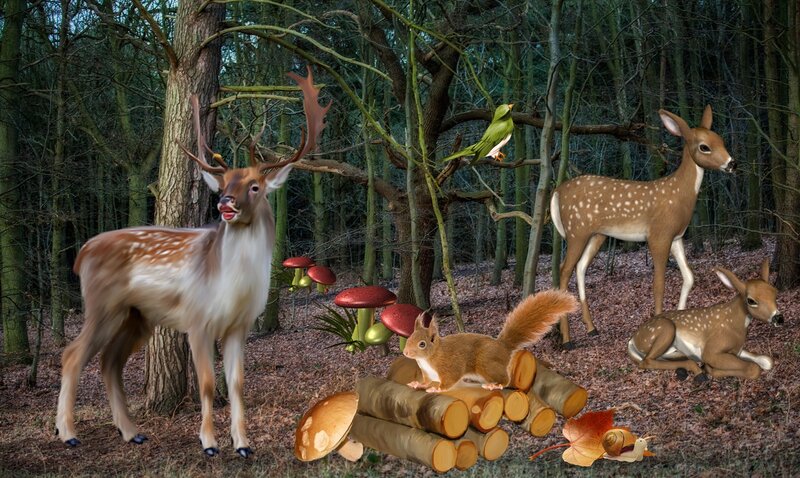 Deer and Squirrel in Forest