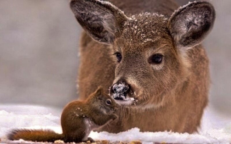 Deer and Squirrel in Snow — Brown