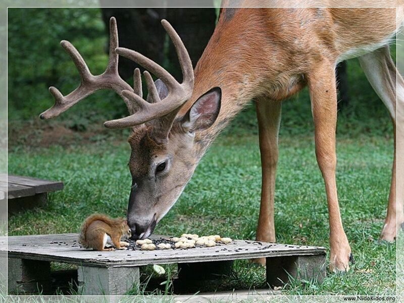 Deer and squirrel sharing food