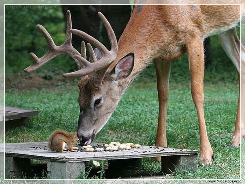 Deer and squirrel sharing food