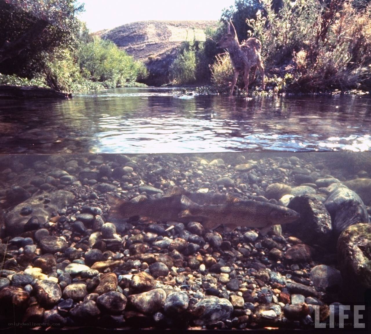 Deer and trout in a river