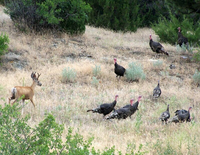 Deer and Turkeys in Field