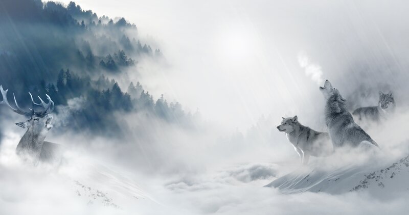 Deer and Wolves in Snow