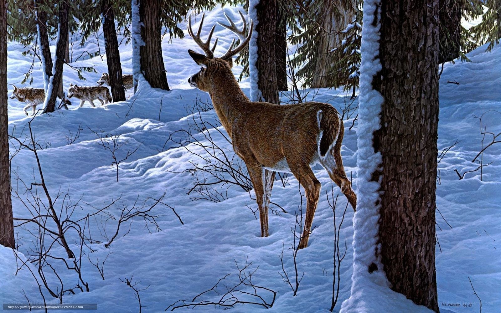 Deer and wolves in snowy forest