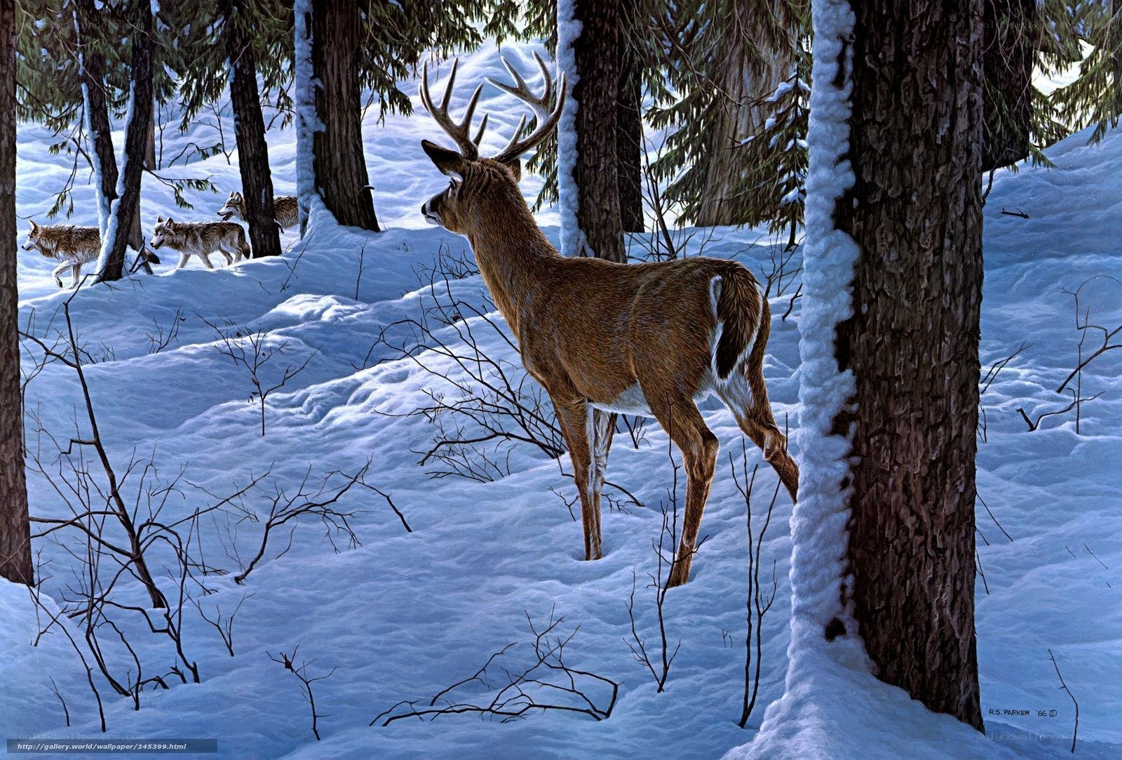 Deer and wolves in snowy forest