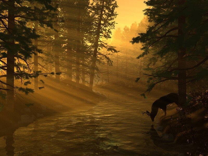 Deer at a forest stream