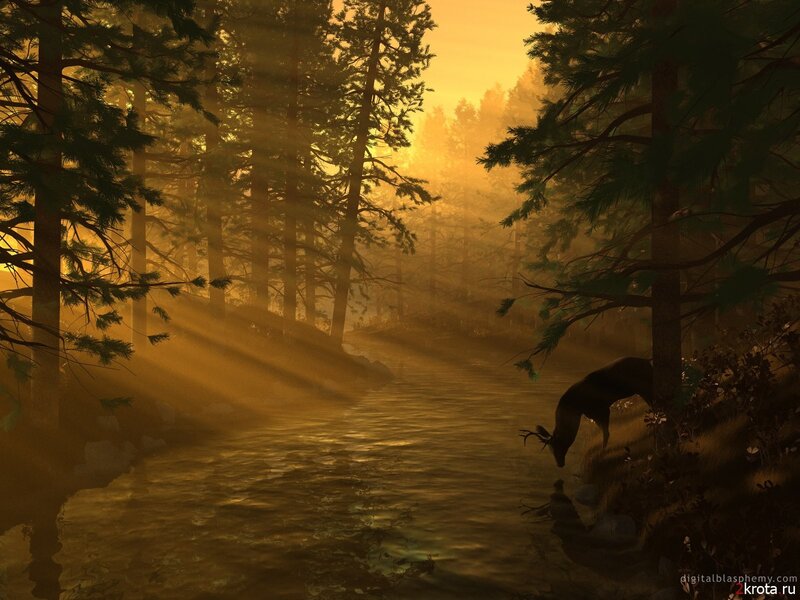 Deer at a forest stream