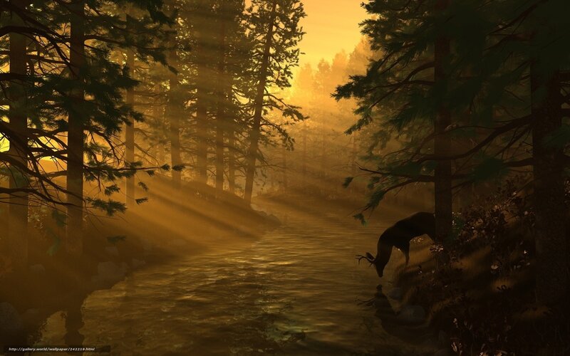 Deer at a forest stream