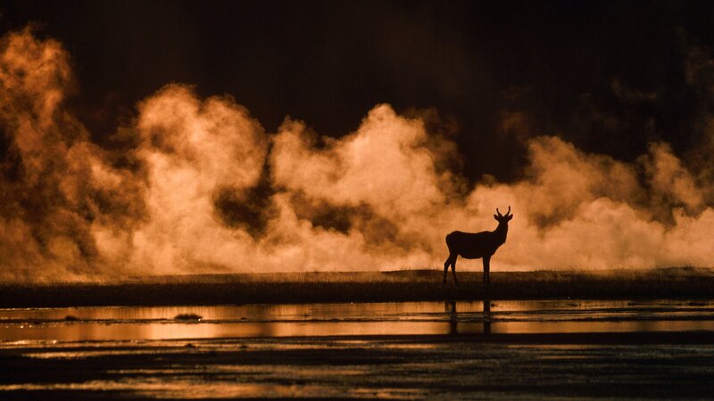 Deer at a steaming hot spring