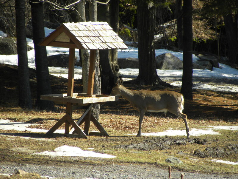 Deer at Bird Feeder