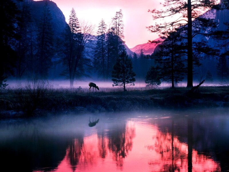 Deer at dawn by a misty lake