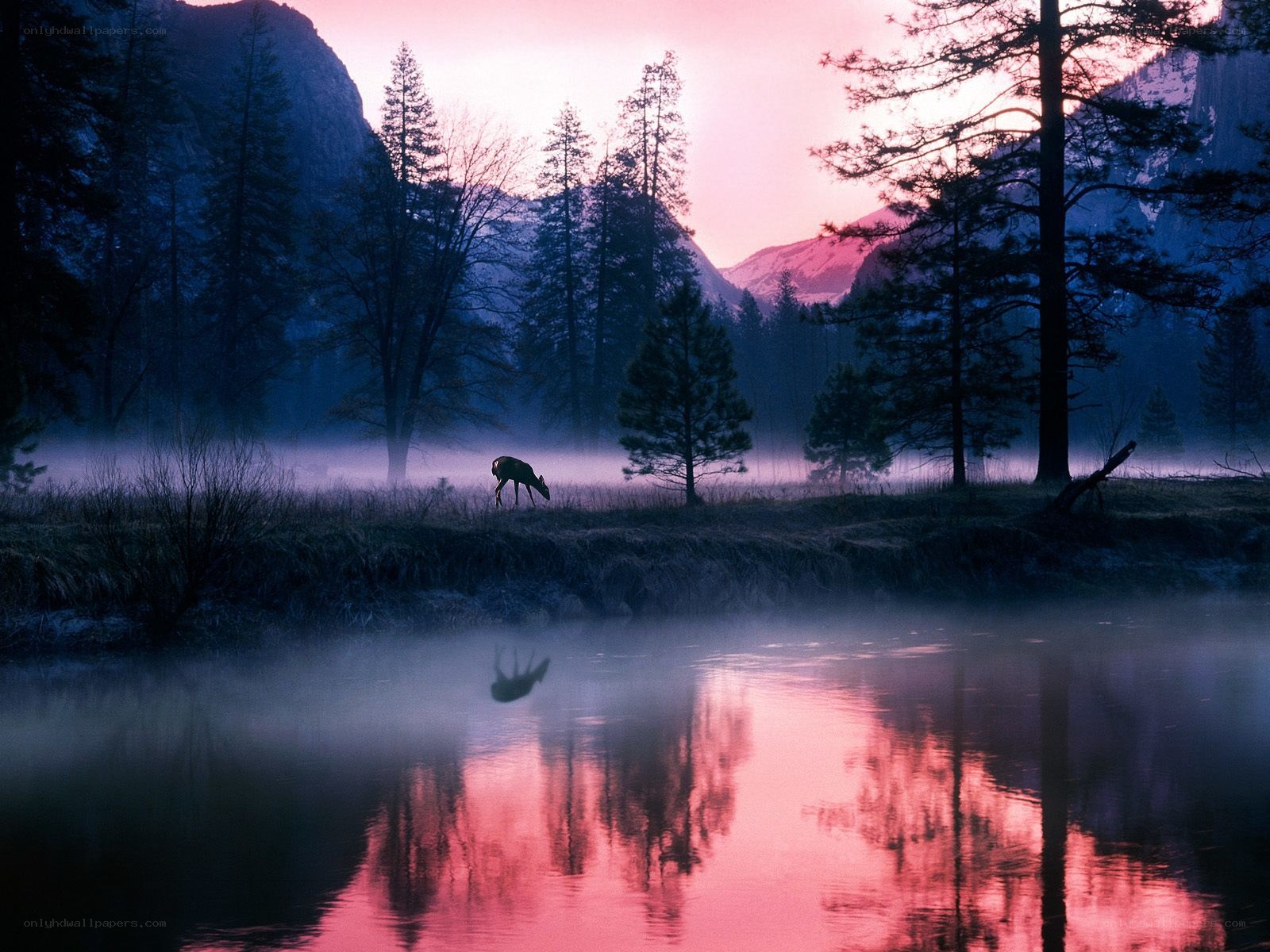Deer at dawn by a misty river