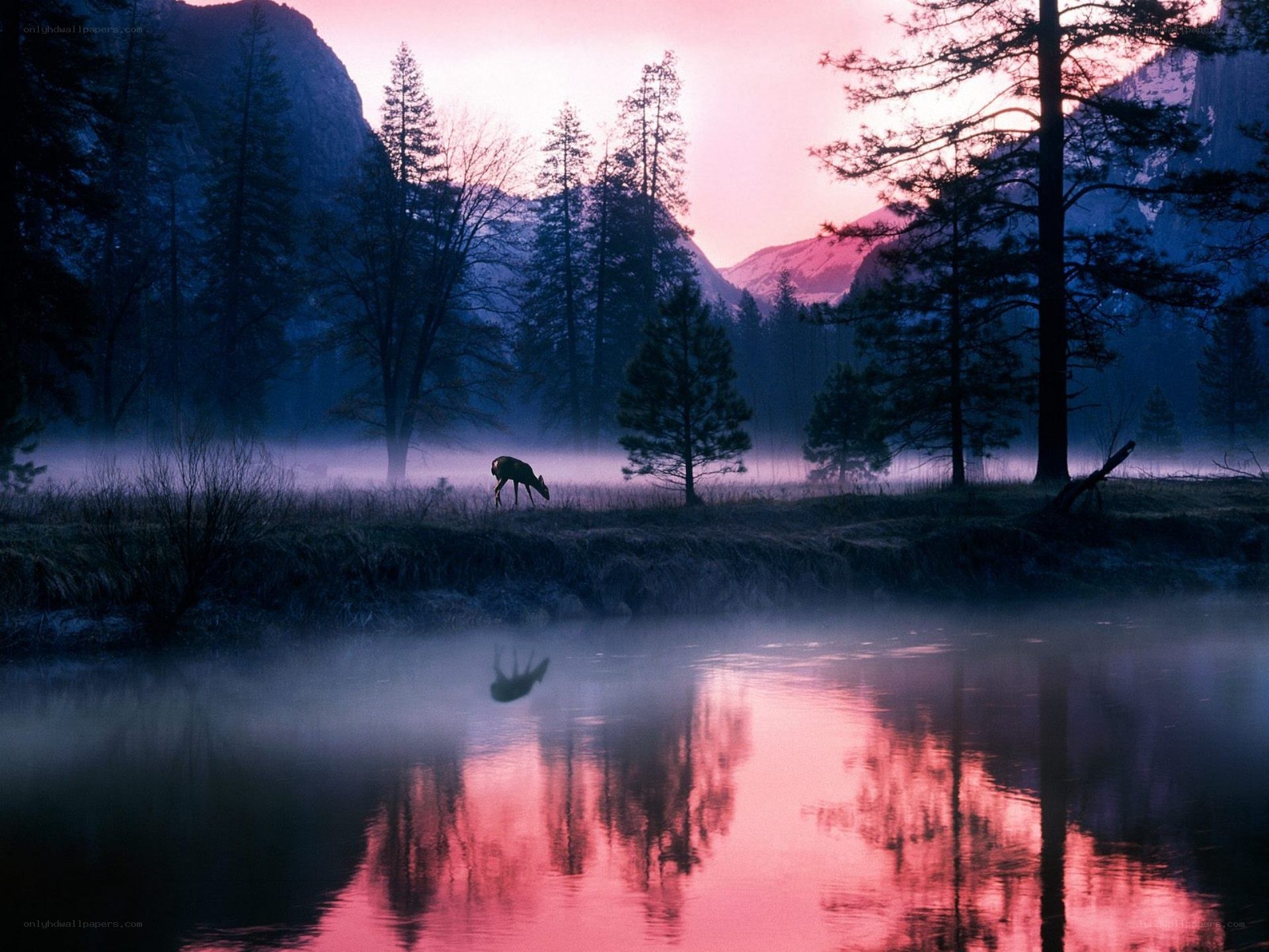 Deer at dawn in misty valley