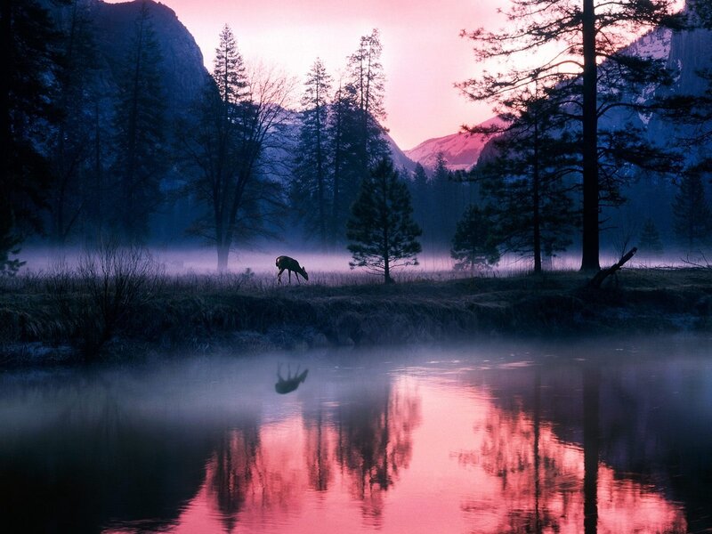 Deer at dawn in misty valley