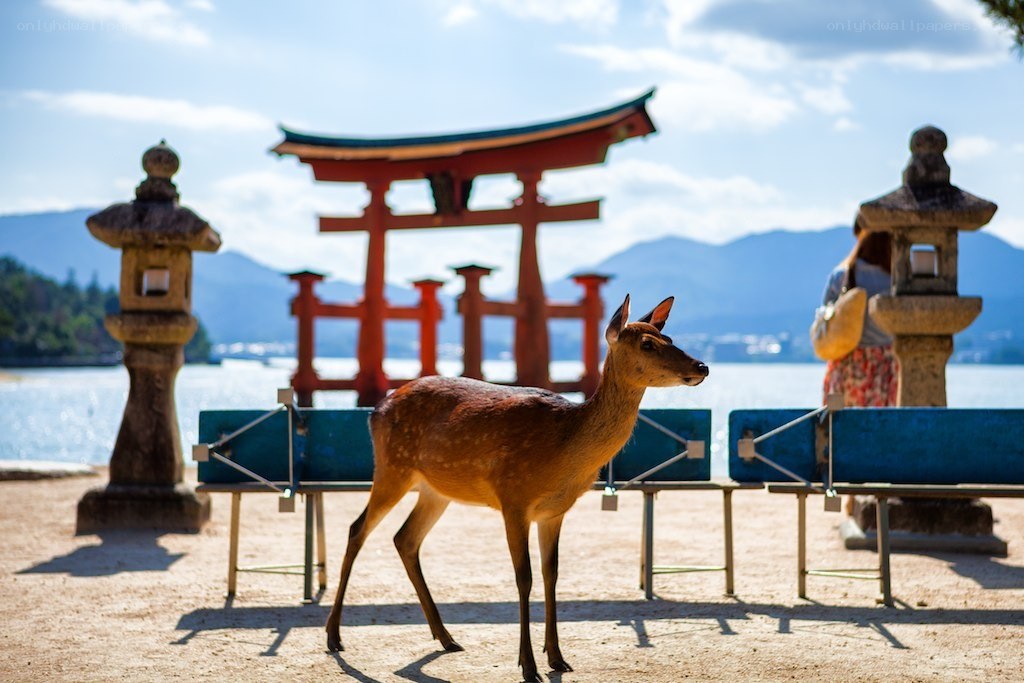 Deer at Itsukushima Shrine