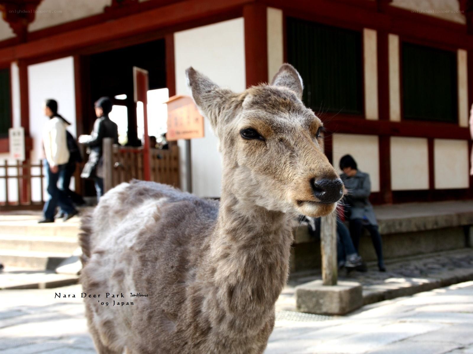 Deer at Nara Deer Park
