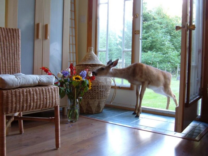 Deer at Open Door
