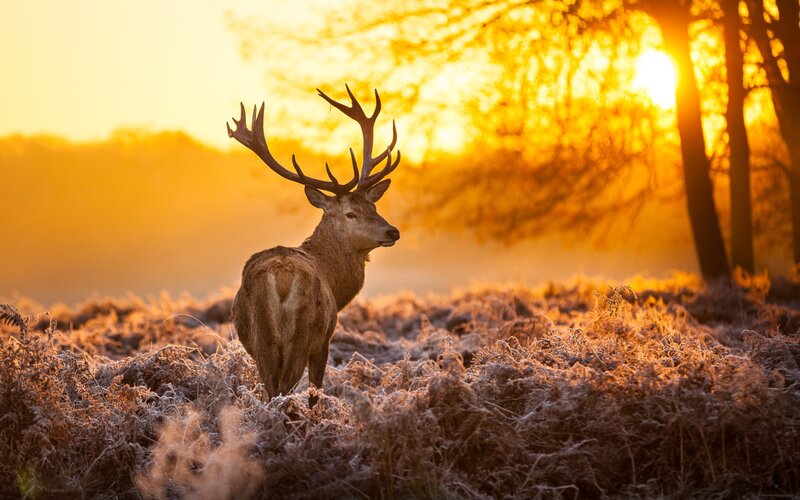 Deer at sunrise in a frosty field