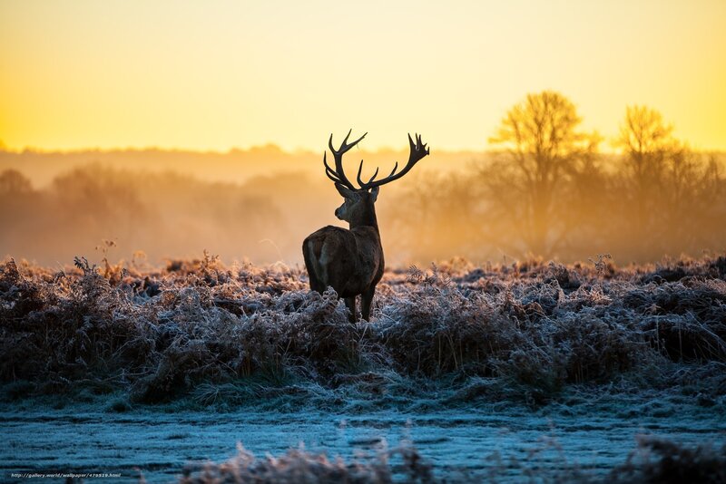 Deer at sunrise in frosty field