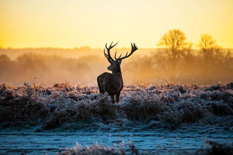 Deer at sunrise in frosty field