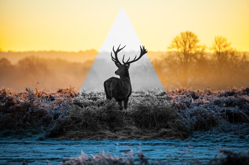 Deer at sunrise in frosty field