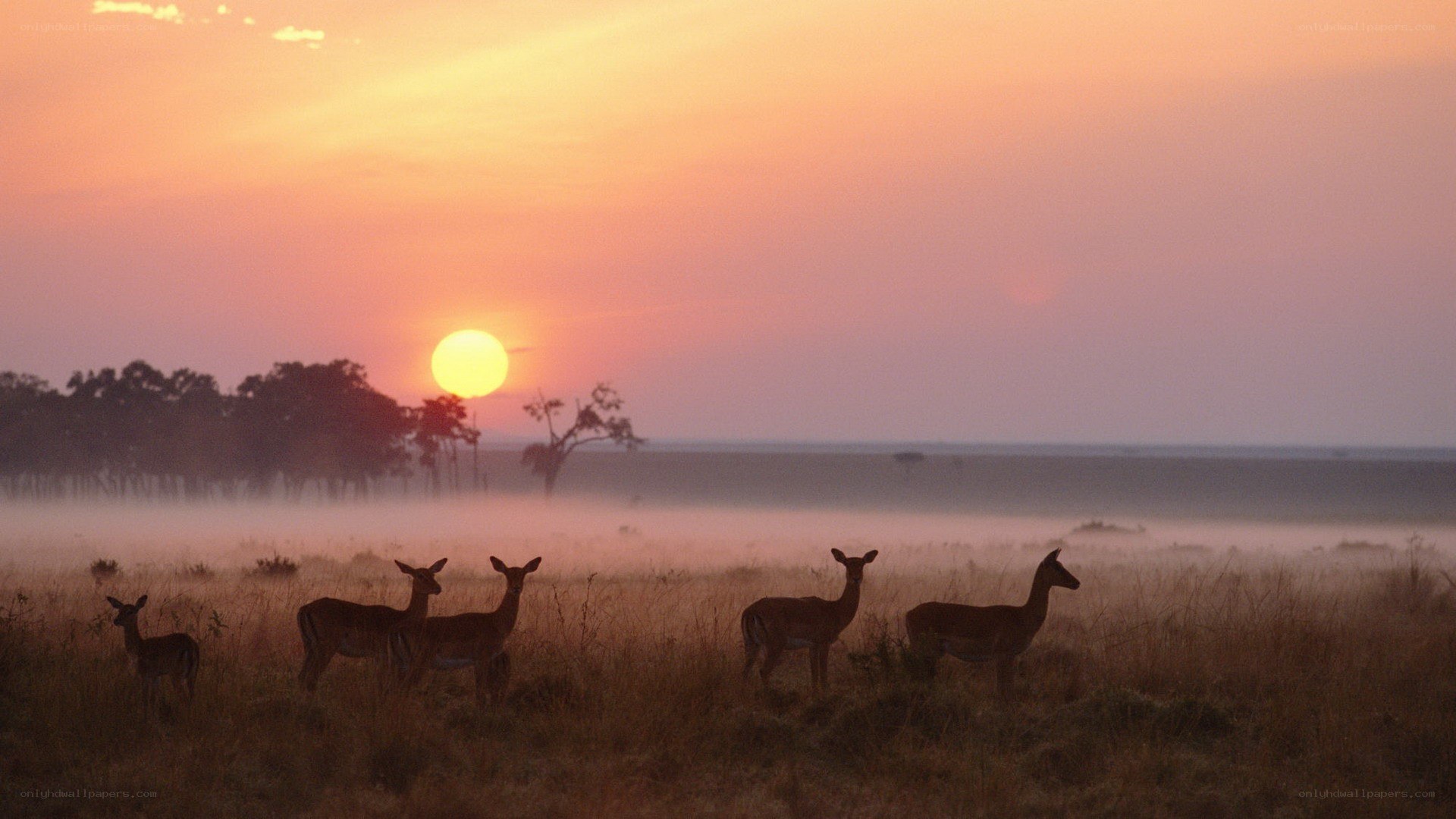 Deer at sunrise in mist