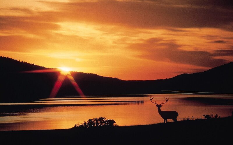 Deer at sunset by the lake