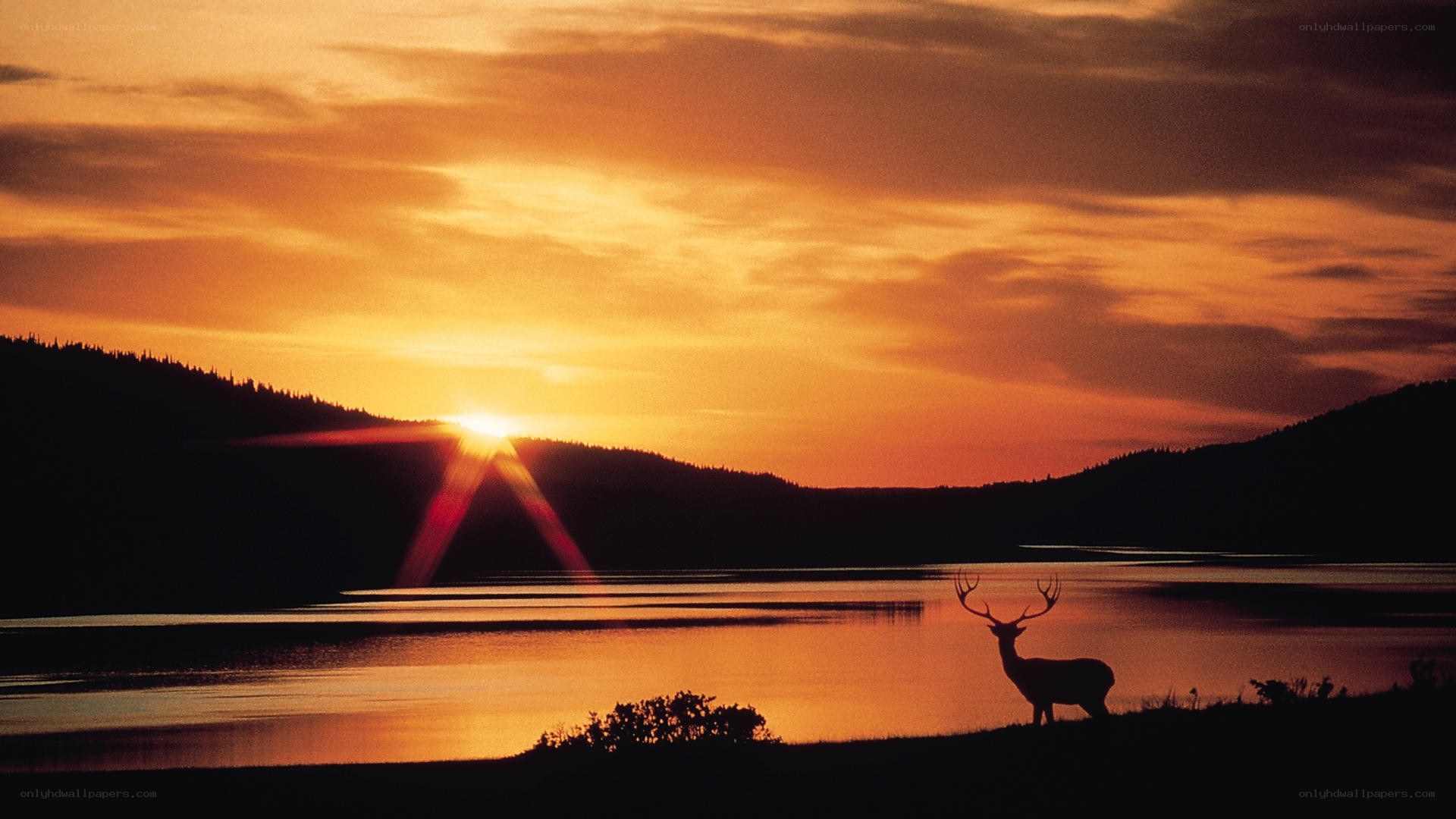 Deer at sunset by the lake