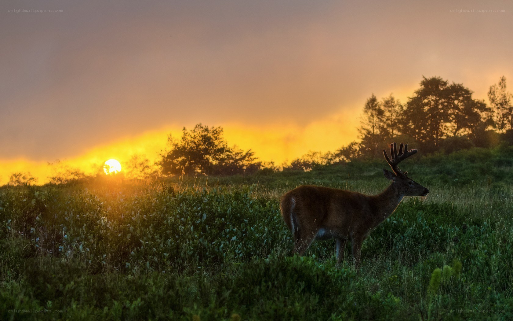 Deer at sunset in a field