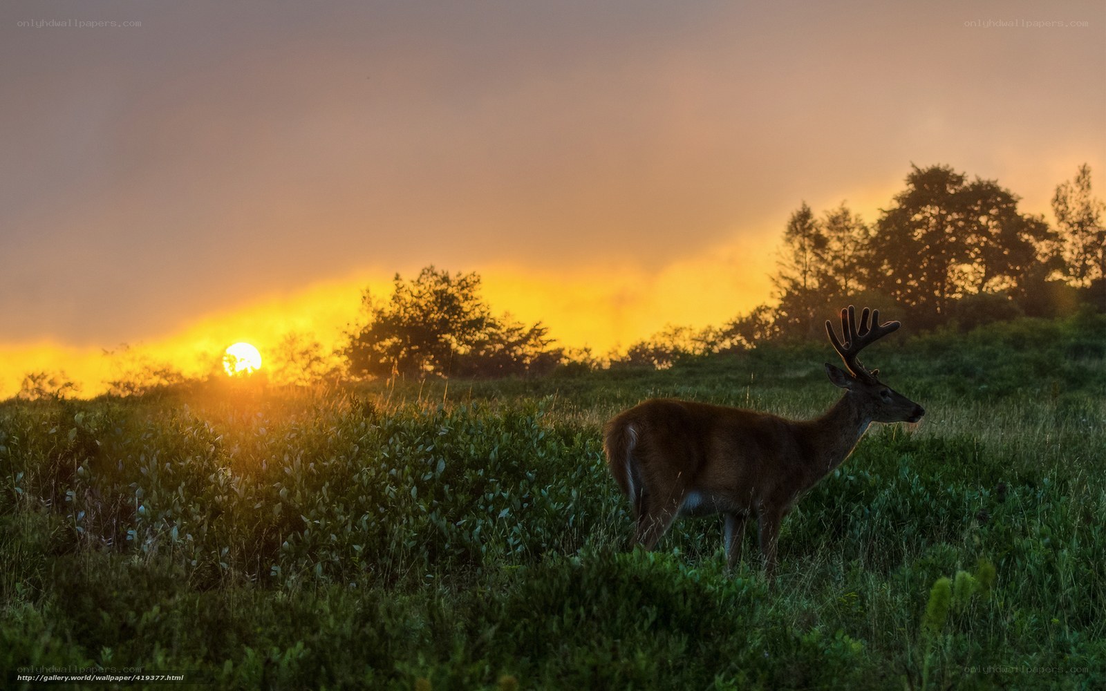 Deer at sunset in a field