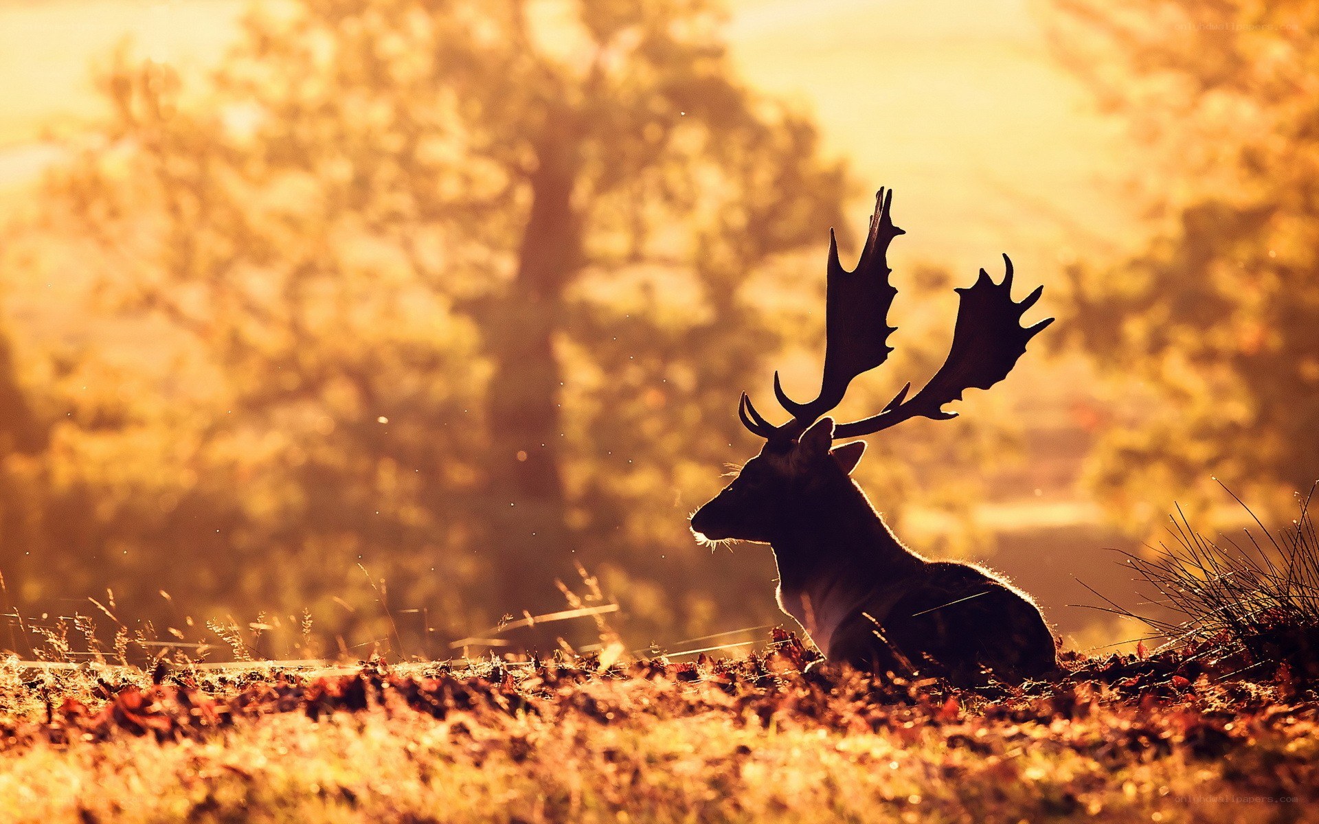 Deer at sunset in autumn