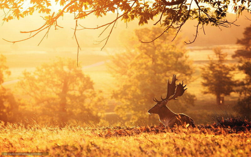 Deer at sunset in golden light