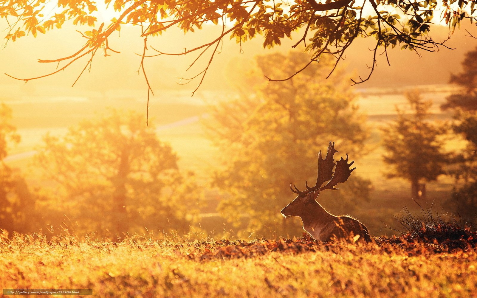 Deer at sunset in golden light