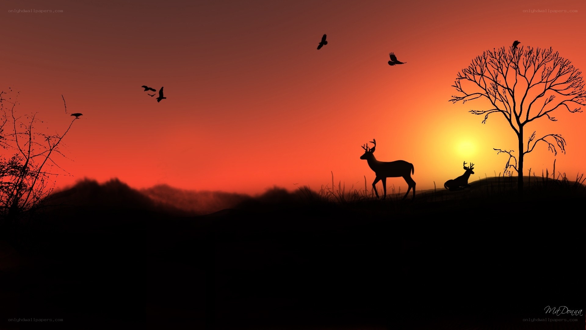 Deer at sunset silhouette