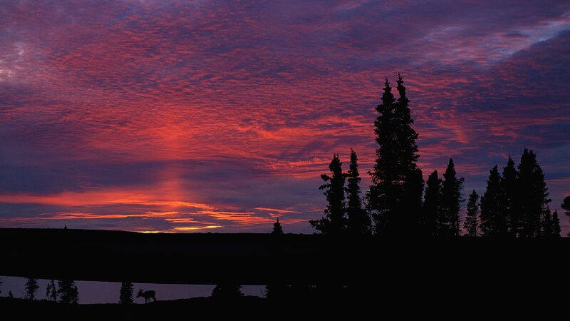 Deer at sunset with red sky